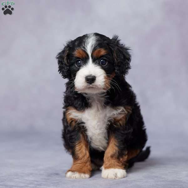 Ace, Cavapoo Puppy